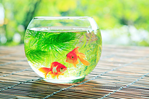 居家养鱼风水讲求，怎么养鱼招财气？